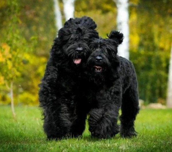 Black Russian Terrier